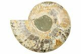 8.6" Cut & Polished, Agatized Ammonite Fossil (Half) - Madagascar - #191588-1